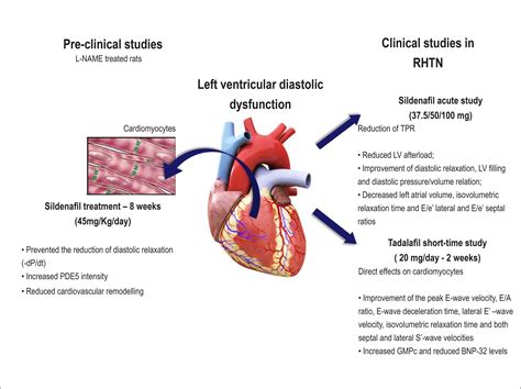 systolic function 意味